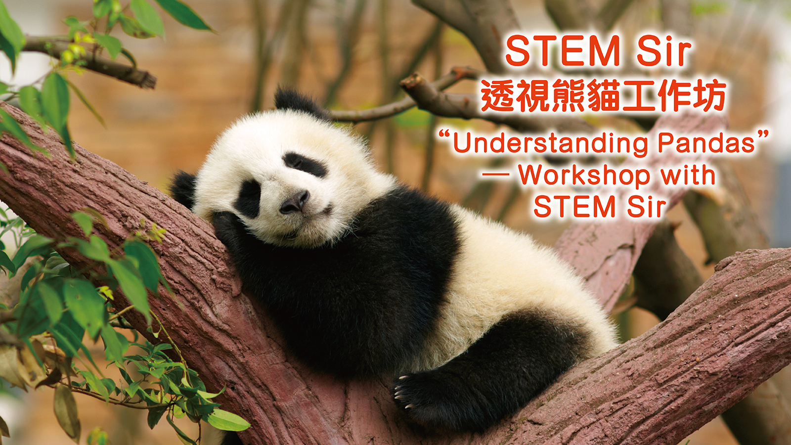 STEM Sir透視熊貓工作坊 （中學組）